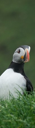 Colonies of Puffins nesting on Mykines island