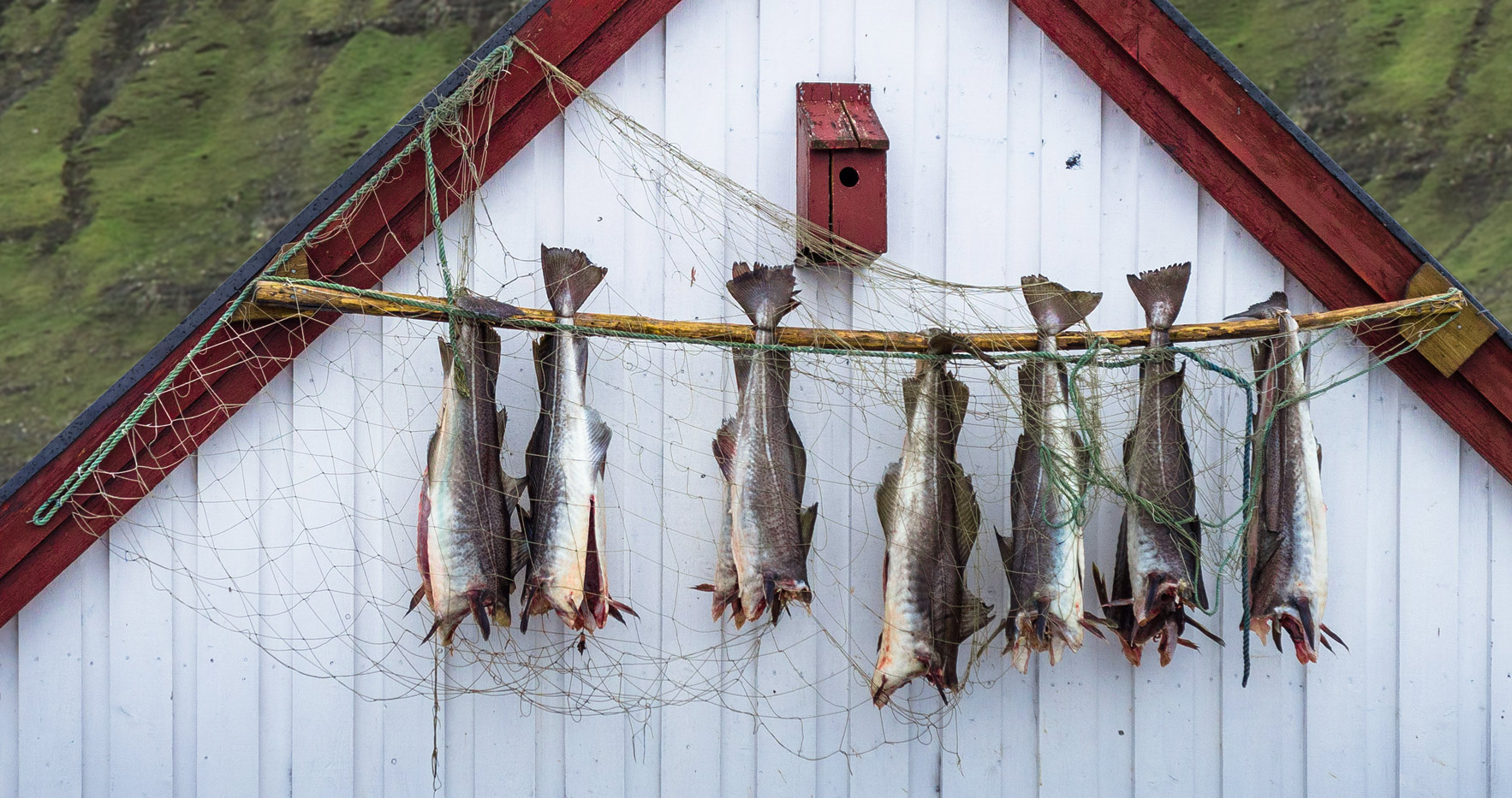 drying of fishes