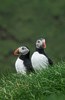 Colonies of Puffins nesting on Mykines island